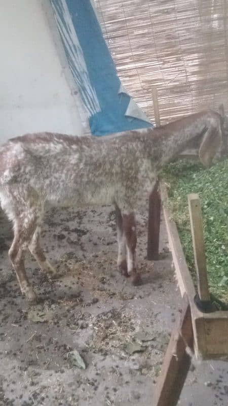 5 female goats for sale dise bakriya 03269773087 1