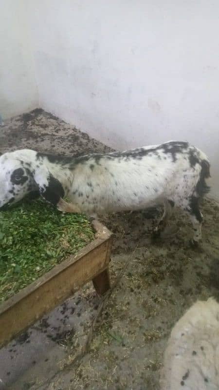 5 female goats for sale dise bakriya 03269773087 2