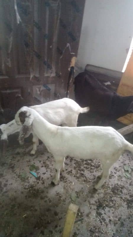 5 female goats for sale dise bakriya 03269773087 3