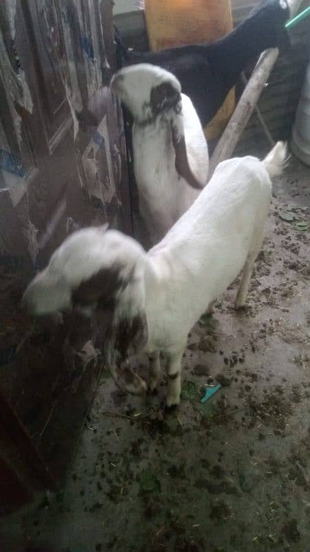 5 female goats for sale dise bakriya 03269773087 5