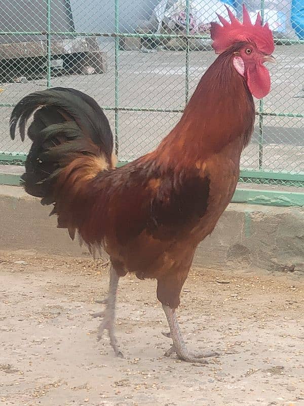 Golden Misri cocks and hens urgently sale 3