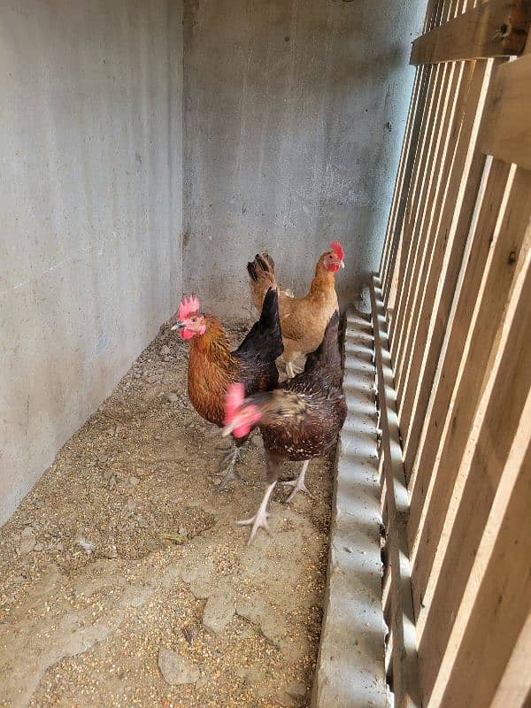 Golden Misri cocks and hens urgently sale 5