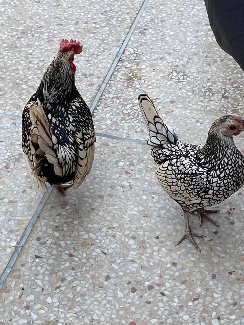 Bantam chickens for sale 0