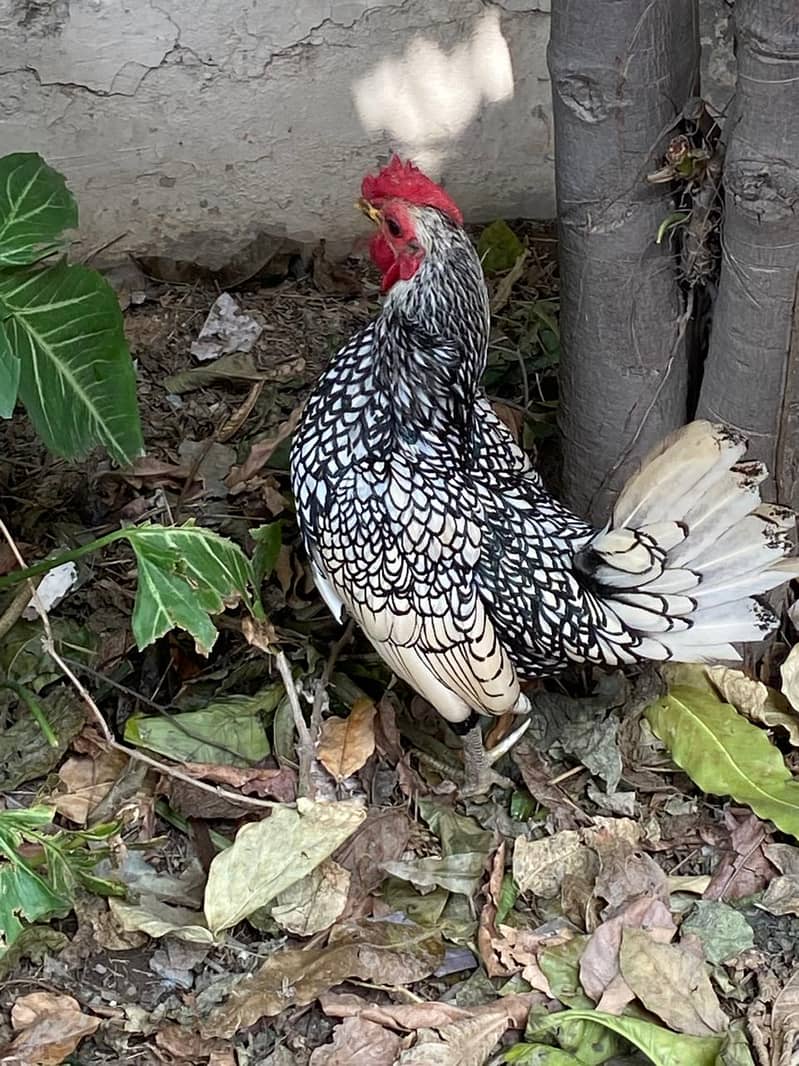 Bantam chickens for sale 3