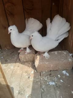 breeder pair pigeons