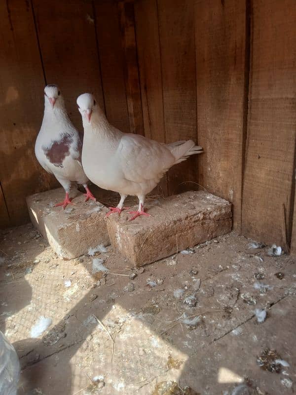 breeder pairs pigeons and chicks 1