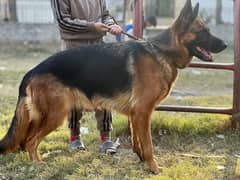 German Shepherd | German Shehpherd Female | GSD | GSD For Sale