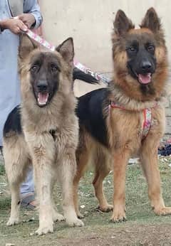 Alsheision bhagyary pior 8 month sequrty dogs for sale