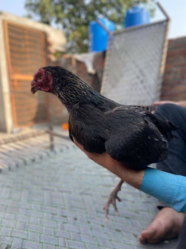 aseel breeder female 4