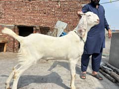 2 pure khassi Desi Bakra