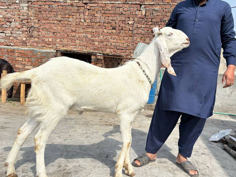 2 pure khassi Desi Bakra 1