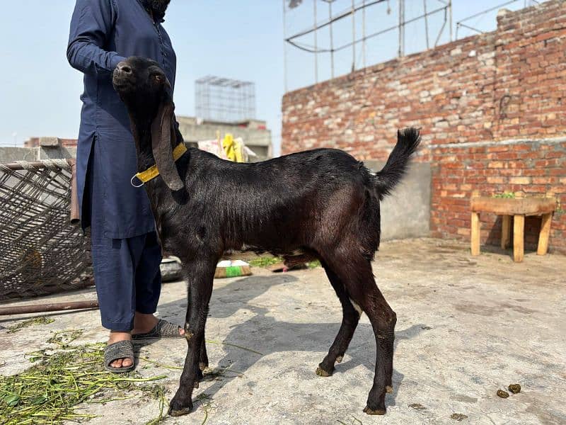 2 pure khassi Desi Bakra 3