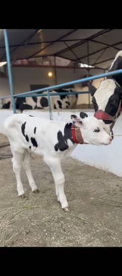 Alamdar Dairy And Goat Farm