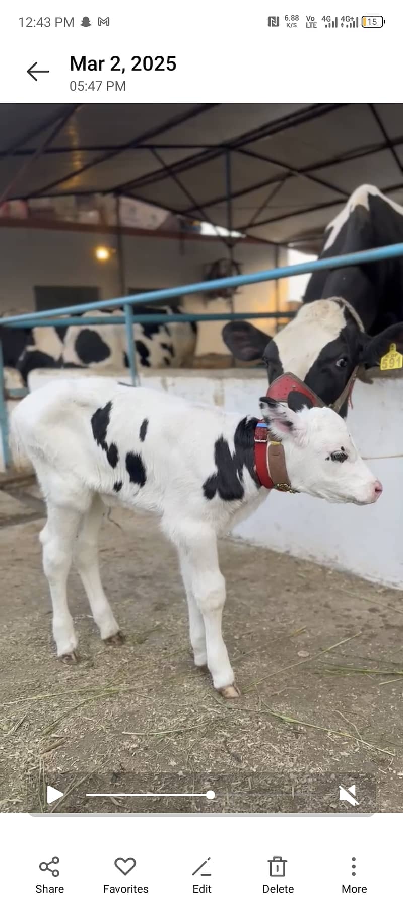 Alamdar Dairy And Goat Farm 1