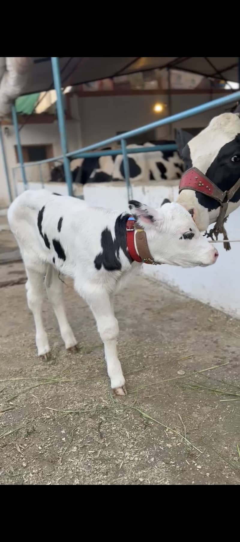 Alamdar Dairy And Goat Farm 2