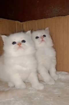 cat Kittens