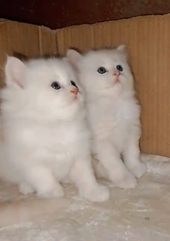 cat Kittens 1