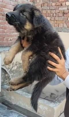 German Shepherd puppies are available for sale