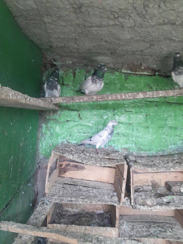 Pigeon For Sale 3