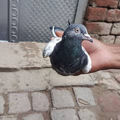 female pigeon