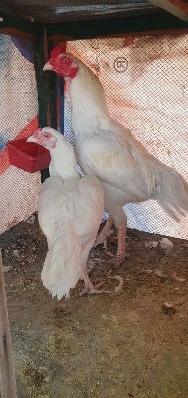 pure heera aseel pair for sale 0