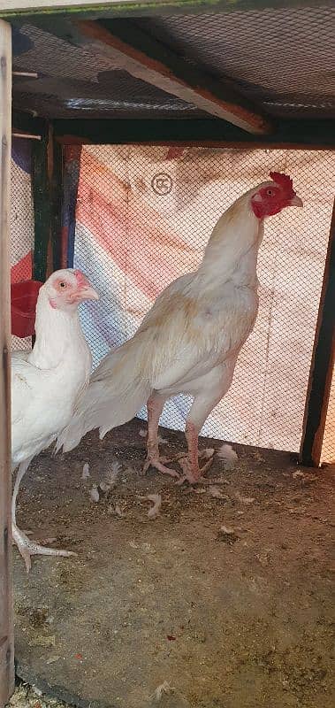 pure heera aseel pair for sale 1