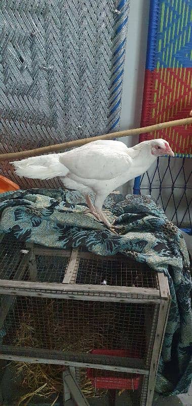 pure heera aseel pair for sale 2