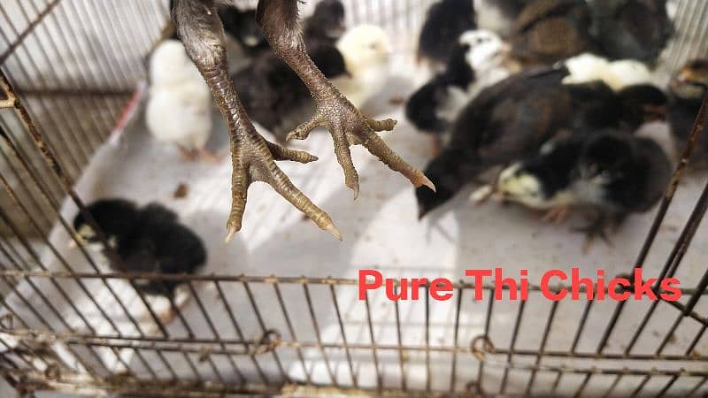 Aseel Chicks|Pure Thi chicks| Burmi Thi | Heera Available 1