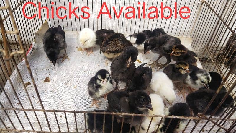 Aseel Chicks|Pure Thi chicks| Burmi Thi | Heera Available 2