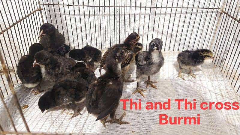 Aseel Chicks|Pure Thi chicks| Burmi Thi | Heera Available 0