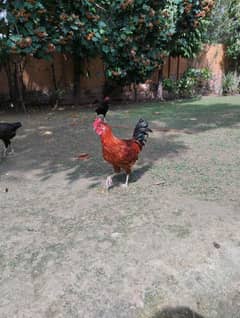 Ghar ki breed. organic desi murghy