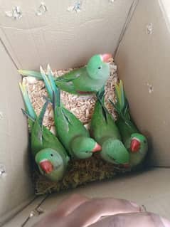 parrots