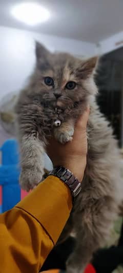 Grey persian kitten for sale