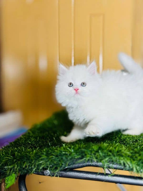 Persian cat plus accessories for sale 0