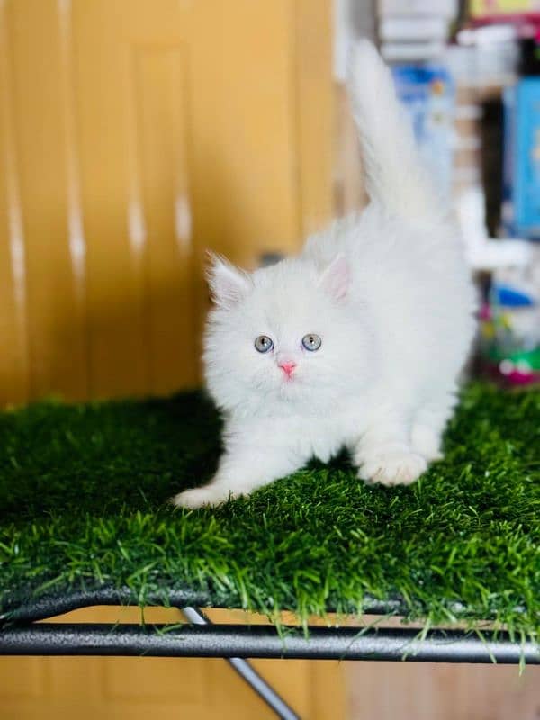 Persian cat plus accessories for sale 1