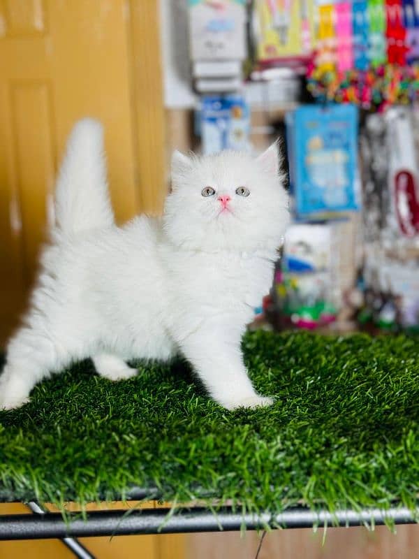 Persian cat plus accessories for sale 2