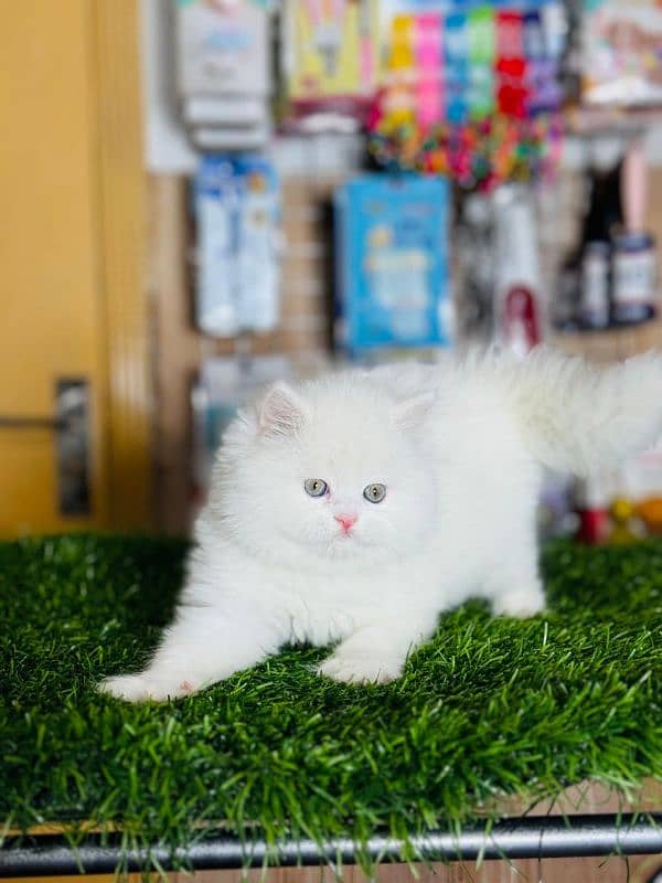 Persian cat plus accessories for sale 3