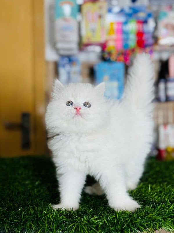 Persian cat plus accessories for sale 4