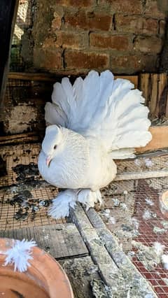 Fency Lucky pegion Indian Fantail