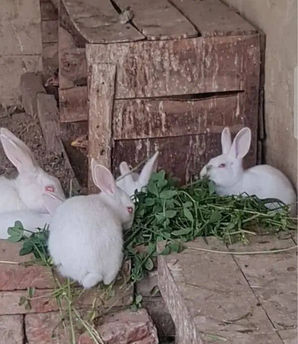 puer with rabbit 1