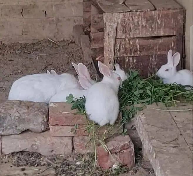 puer with rabbit 2