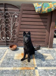 Black German shepherd double coat