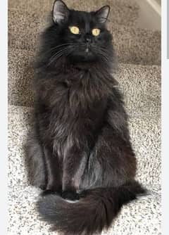 black turkish angora