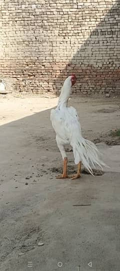 Parrot Beak Patha Available for sale