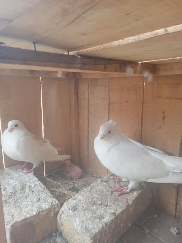 breeder pairs pigeons and chicks 2