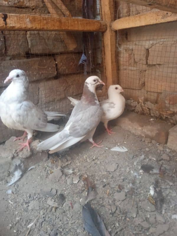 breeder pairs pigeons and chicks 3