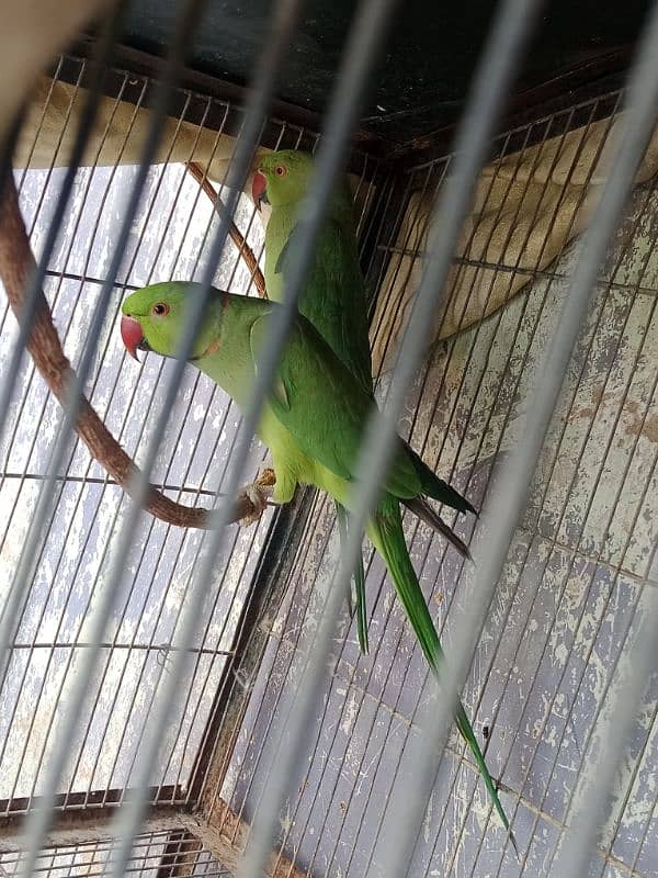 Ringneck full breeding pair 0