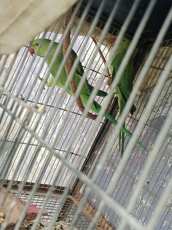 Ringneck full breeding pair 1