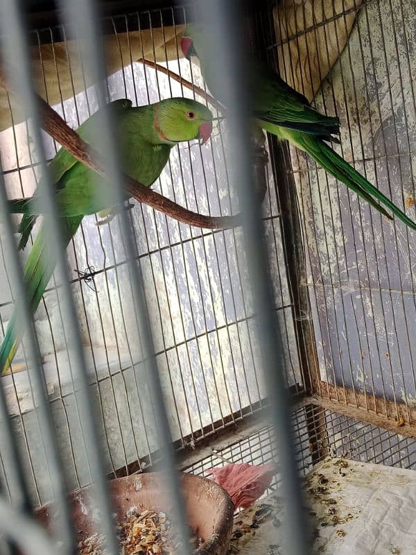 Ringneck full breeding pair 2