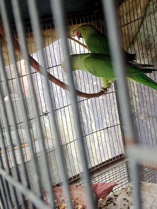 Ringneck full breeding pair 3